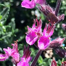 TEUCRIUM chamaedrys, Wall Germander