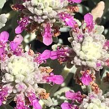 TEUCRIUM cossonii (syn. T. majoricum), Germander