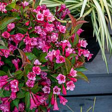 WEIGELA x hybrida Prism 'Inferno' (syn. 'Wg19-103'), Weigela