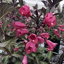 WEIGELA x hybrida Prism 'Midnight' (syn. 'Wg19-104'), Weigela