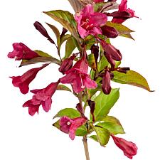 WEIGELA x hybrida Prism 'Sunset' (syn. 'Wg19-108'), Weigela