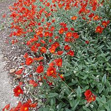 HELIANTHEMUM 'Henfield Brilliant', Sunrose