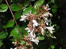 ABELIA 'Edward Goucher', Abelia