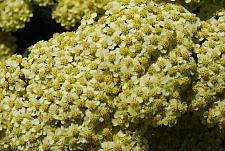 ACHILLEA 'Coronation Gold', Fernleaf Yarrow, Milfoil