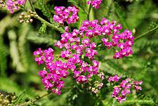 ACHILLEA Pink Island Form, Yarrow (native to the Channel Islands)