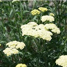 ACHILLEA millefolium 'Moon Dust', Yarrow