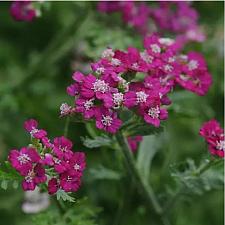 ACHILLEA millefolium New Vintage 'Violet', Yarrow