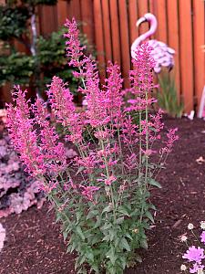 AGASTACHE 'Morello', Hyssop, Hummingbird Mint