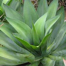 AGAVE ellemeetiana 'Satina' (syn. AGAVE sp. 'Zongolica'), Ellemeets Agave