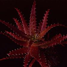 ALOE dorotheae 'Crimson', Sunset Aloe