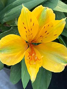 ALSTROEMERIA 'Princess Lisa', Princess Lily