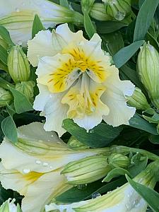 ALSTROEMERIA Colorita 'Yentl' (syn. 'Princess Yentl', 'Zapriyen'), Peruvian Lily, Princess Lily