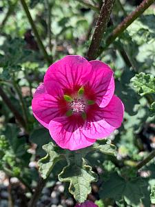 ANISODONTEA capensis 'Elegans Princess', African Mallow, Cape Mallow