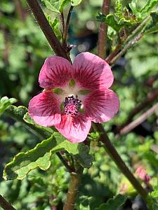 ANISODONTEA capensis 'Pink', African Mallow, Cape Mallow