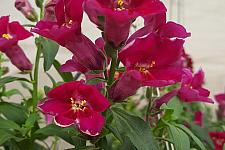 ANTIRRHINUM hybrida 'Fruit Salad Purple' (A. majus 'Fruit Salad Purple'), Snapdragon, Fruit Salad Series