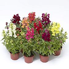 ANTIRRHINUM majus Snaptini 'Mix' (Snapdragon), Snapdragon