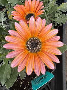 ARCTOTIS x hybrida Majec 'Flamingo', African Daisy, Majec Series