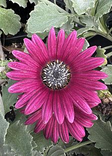 ARCTOTIS x hybrida Majec 'Ruby', African Daisy, Majec Series