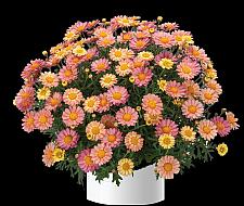 ARGYRANTHEMUM frutescens Angelic 'Sweets', Marguerite Daisy