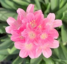 ARMERIA pseudarmeria Dreameria 'Daydream', Great Thrift, Sea Thrift, Sea Pink (PP #29,381)