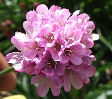 ARMERIA alliacea, Thrift Sea Pink