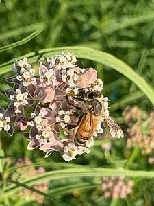 ASCLEPIAS fascicularis, Narrow Leaf Milkweed, Mexican Whorled Milkweed