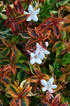 ABELIA x grandiflora 'Kaleidoscope', Abelia