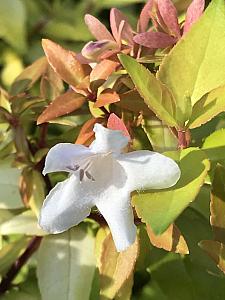 ABELIA x grandiflora 'Paradise Punch', Abelia