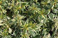 TEUCRIUM chamaedrys 'Alba', White Wall Germander