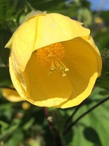 ABUTILON x hybridum 'Apollo', Flowering Maple, Chinese Lantern