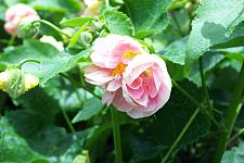 ABUTILON 'Double Pink', Flowering Maple, Chinese Lantern