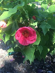 ABUTILON 'Kristin's Pink', Flowering Maple, Chinese Lantern