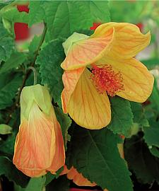 ABUTILON hybrid 'Melon Sorbet', Flowering Maple, Chinese Lantern