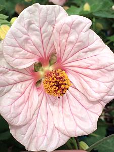 ABUTILON 'Mobile Pink', Flowering Maple, Chinese Lantern