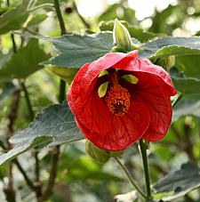 ABUTILON 'Red Princess', Flowering Maple, Chinese Lantern