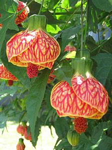 ABUTILON 'Tiger Eye', Flowering Maple, Chinese Lantern