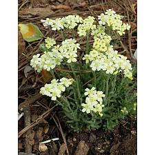 ACHILLEA x lewisii 'King Edward', Woolly or Dwarf Yarrow, Milfoil