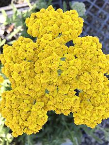 ACHILLEA 'Little Moonshine', Yarrow, Milfoil