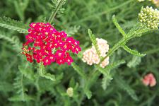 ACHILLEA millefolium 'Paprika', Yarrow, Milfoil (Galaxy Hybrid)