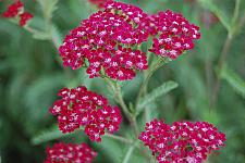 ACHILLEA 'Summerwine', Yarrow, Milfoil