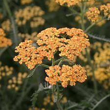 ACHILLEA 'Terracotta' ('Terra Cotta'), Yarrow, Milfoil