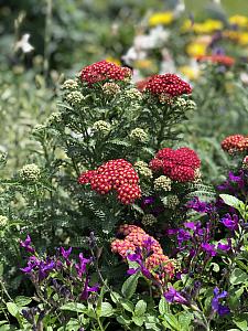 ACHILLEA Penhow 'Heartthrob', Penhow Series Yarrow