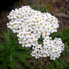 ACHILLEA millefolium (seed grown), Common Yarrow