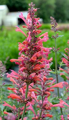 AGASTACHE 'Kudos Coral', Kudos Series Agastache, Dwarf Hyssop