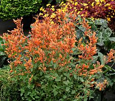 AGASTACHE 'Kudos Mandarin', Kudos Series Agastache, Dwarf Hyssop