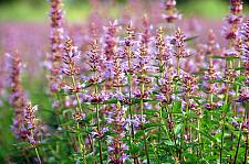 AGASTACHE 'Purple Haze', Anise Hyssop