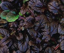 AJUGA reptans 'Mahogany', Carpet Bugle, Bugleweed