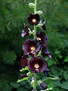 ALCEA rosea var. nigra 'The Watchman', Hollyhock