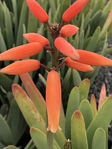 ALOE plicatilis, Fan Aloe