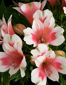 ALSTROEMERIA 'Inticancha Maya', Peruvian Lily